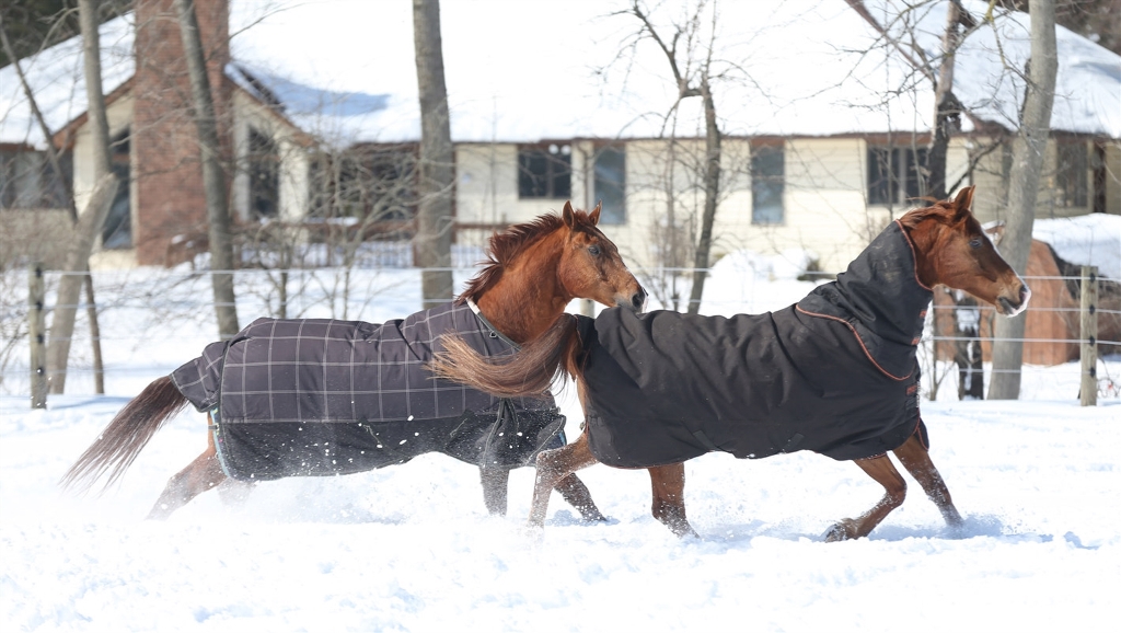 Equestrian Community